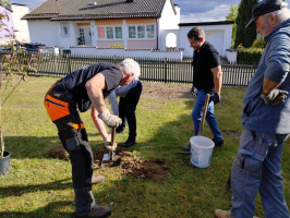 SPD pflanzt Bäume auf Hans-Müller-Spielplatz am Naabberg