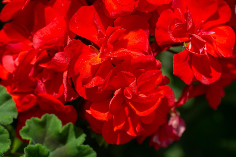 Geranien, Blumen hintergrund