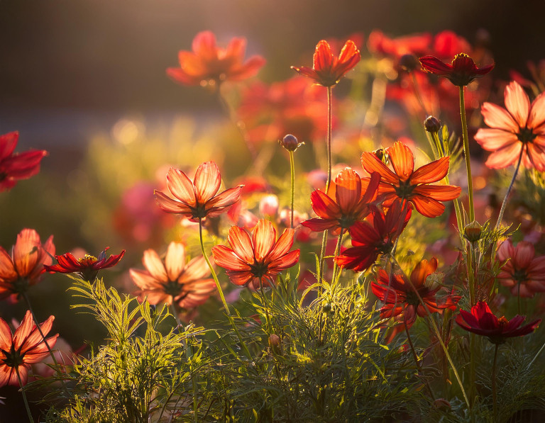 SPD ErbWil_Homepage_Startseite_Sommerblumen